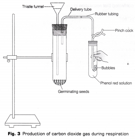 CBSE Class 10 Science Lab Manual - CO2 is Released During Respiration 6