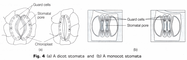 CBSE Class 10 Science Lab Manual - Stomata 4