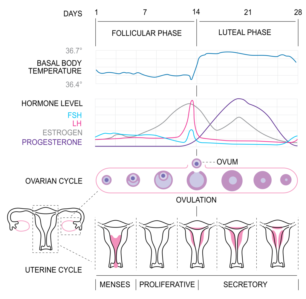 What is Menstrual Cycle 1