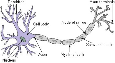 What is the Function of the Human Nervous System 3