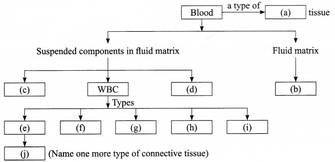 CBSE Sample Papers for Class 9 Science Paper 2 Q.17.1