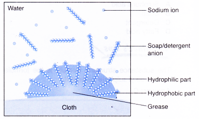 Explain the Cleansing Action Of Soaps and Detergents 5