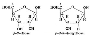 Plus Two Chemistry Notes Chapter 14 Biomolecules 18