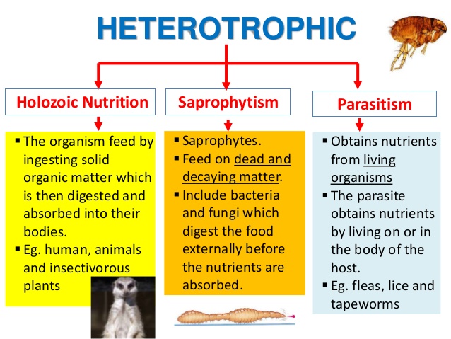 Heterotrophic Nutrition - Types Of Heterotrophic Nutrition With Examples 1