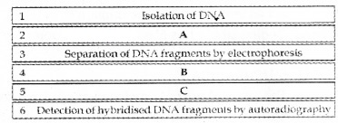 Plus Two Zoology Chapter Wise Questions and Answers Chapter 4 Molecular Basis of Inheritance 3M Q15