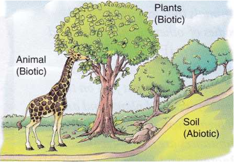 What is meant by Biotic Components in Environment 1