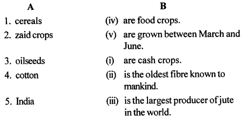 ICSE Solutions for Class 6 Geography Voyage Chapter 6 Major Crops 2