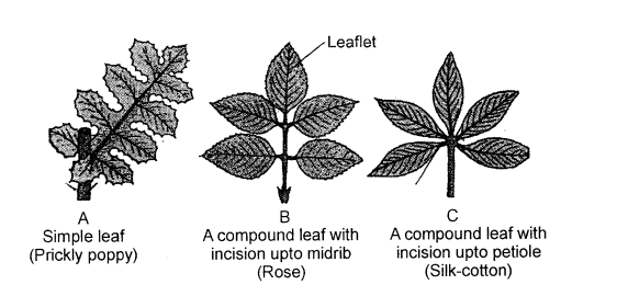 Selina Concise Biology Class 6 ICSE Solutions - The Leaf 3