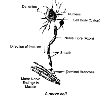 Selina Concise Biology Class 7 ICSE Solutions - Nervous System 2