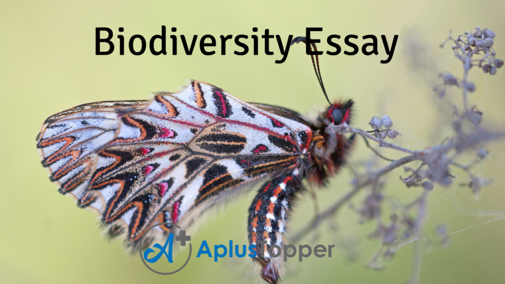 biological diversity essay writing