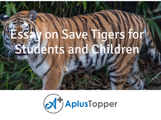 Essay on Save Tigers