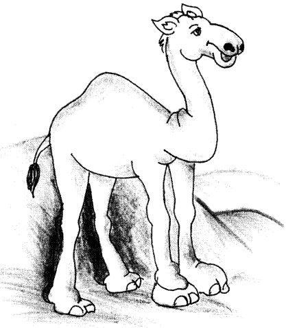 Camel Essay
