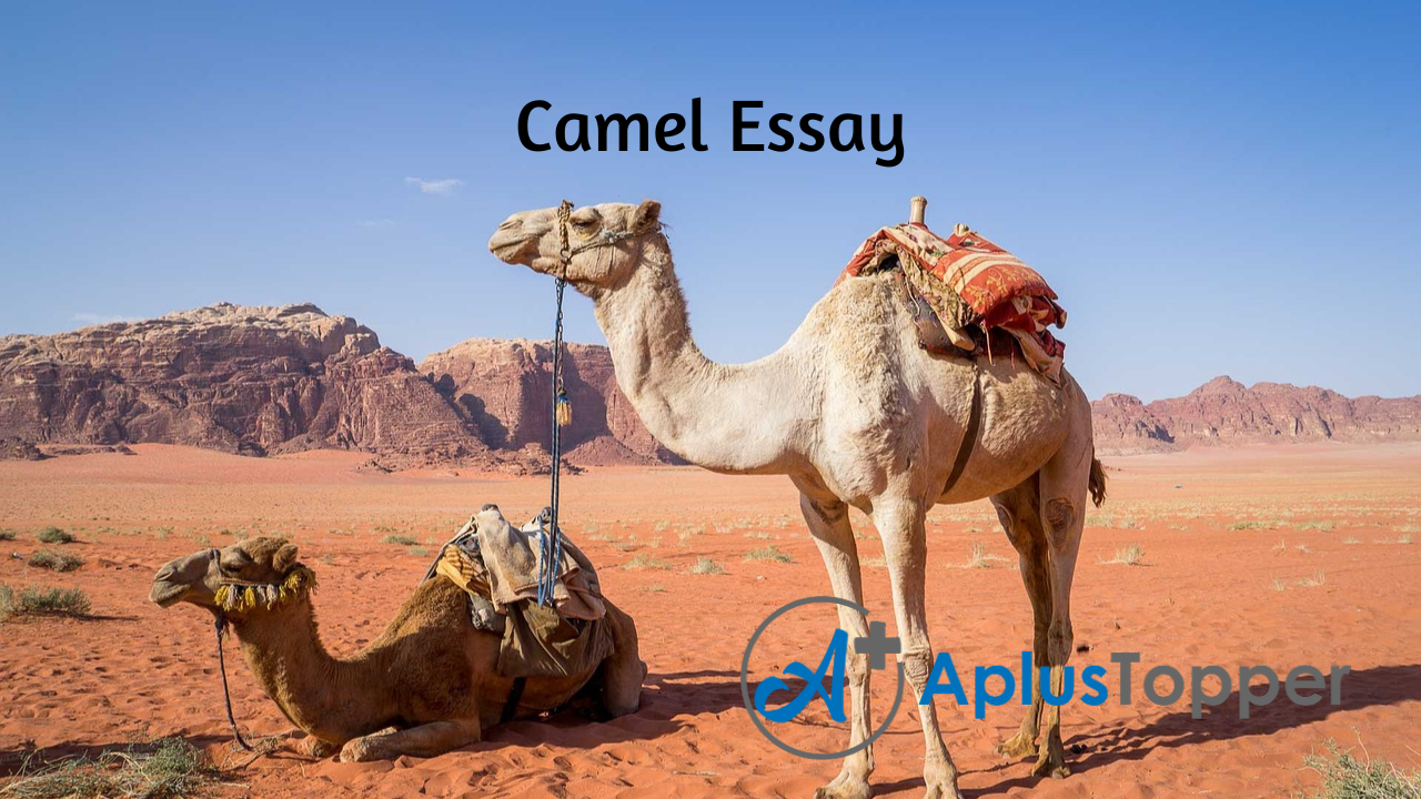 camel essay for class 8