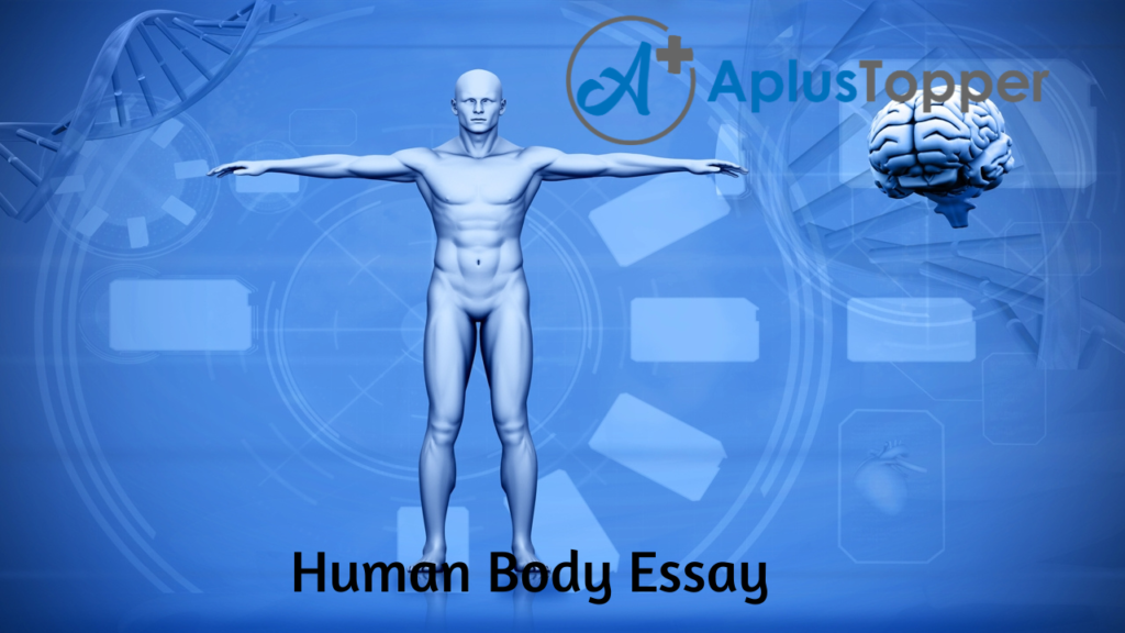 essay on human body for class 1