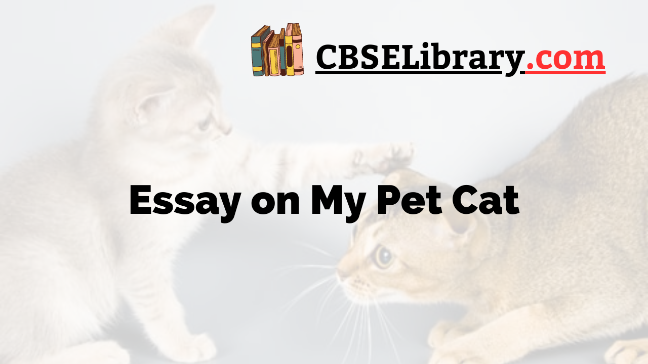 essay about loving cats