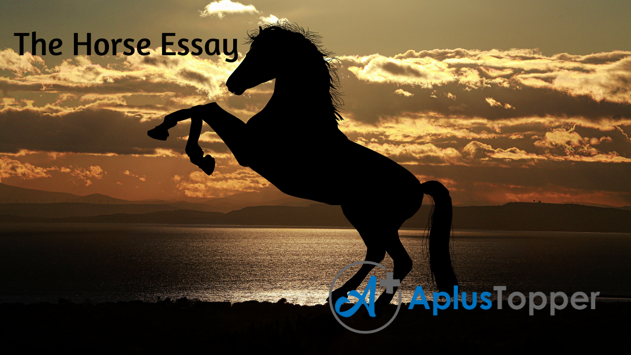 essay on horse english