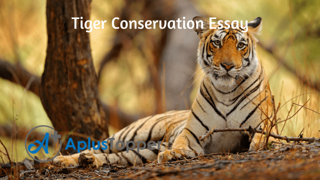 essay about animal conservation