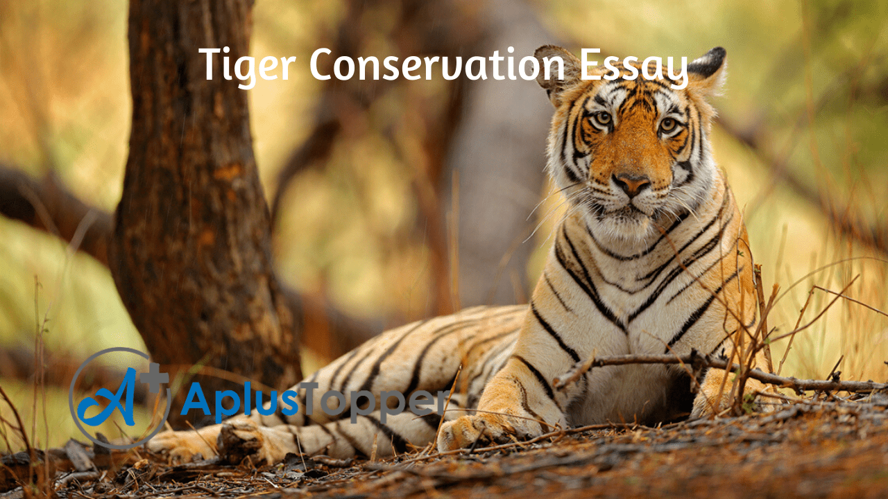 essay on conservation of tiger
