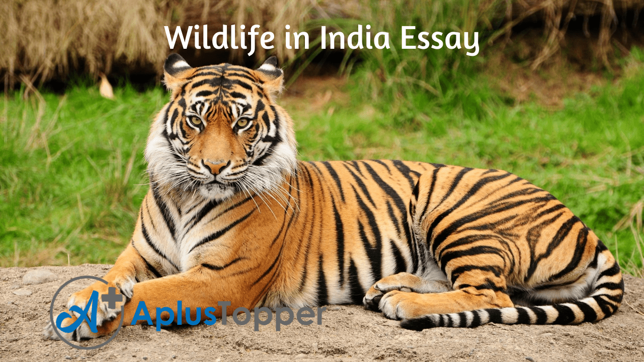 Essay on Wildlife in India