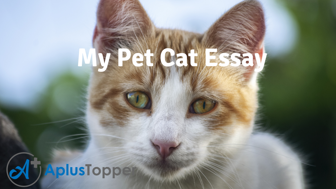 essay on pet cat for class 1