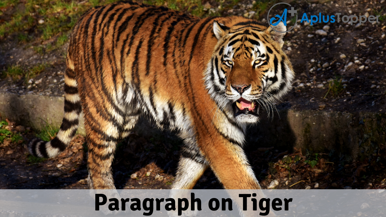 Paragraph On Tiger