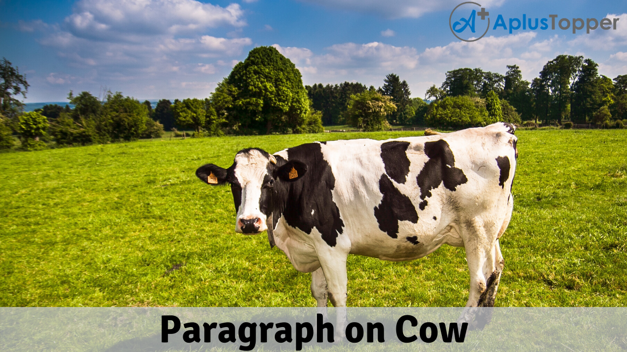 Paragraph on Cow