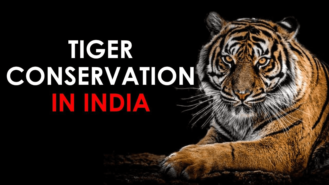 Tiger Conservation Essay