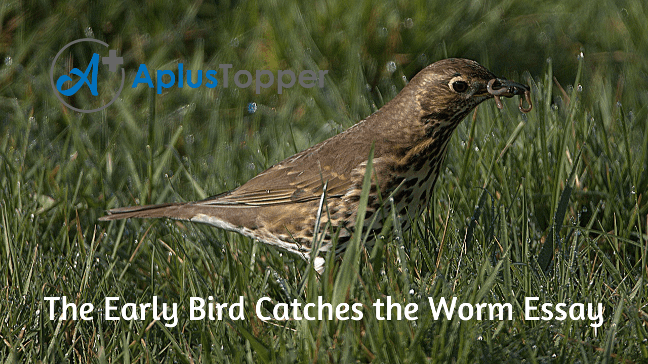 write a narrative essay on the early bird catches the worm