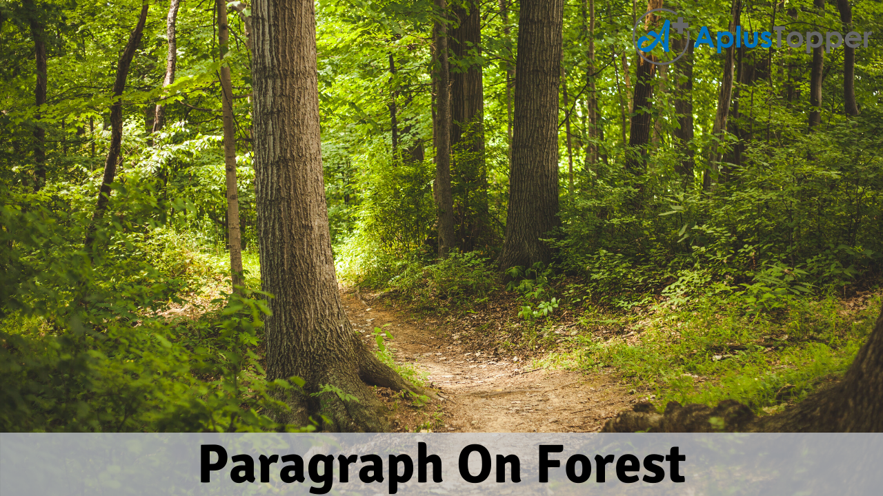 Paragraph On Forest