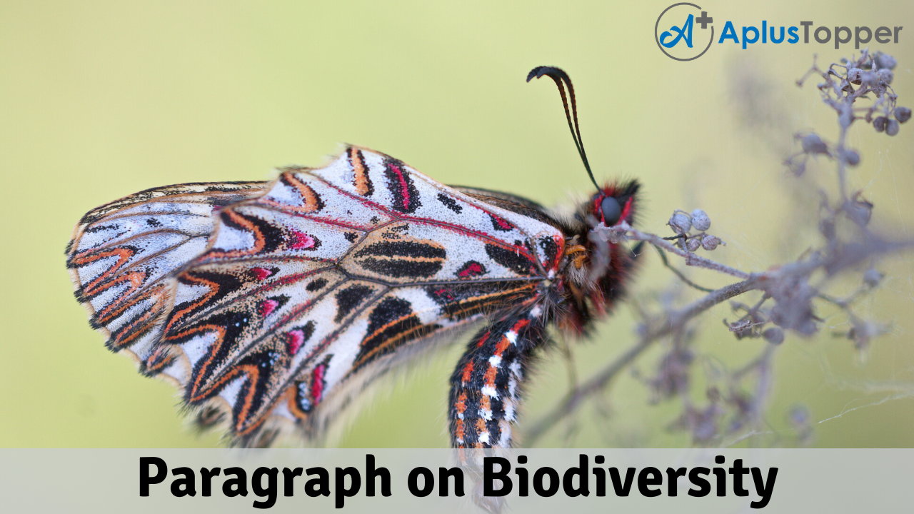 essay on biodiversity in 250 words