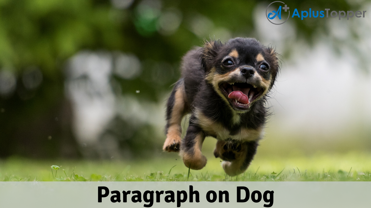 Paragraph on Dog