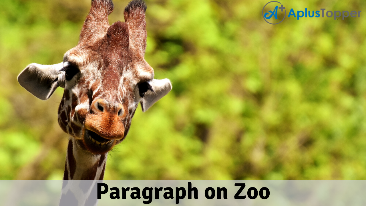 Paragraph on Zoo