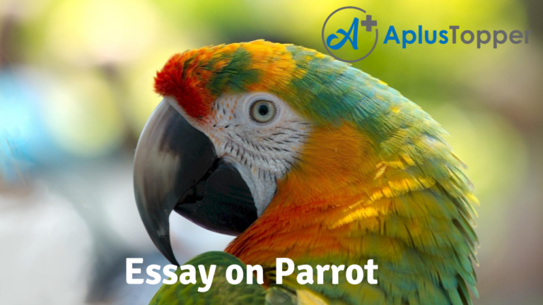 meaning of parrot essay
