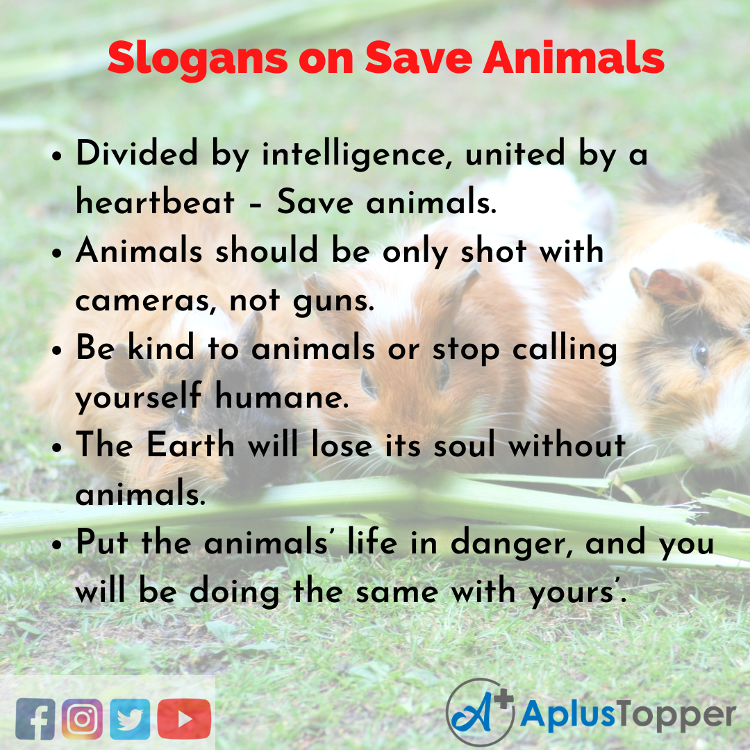 Save Animals Slogans in English