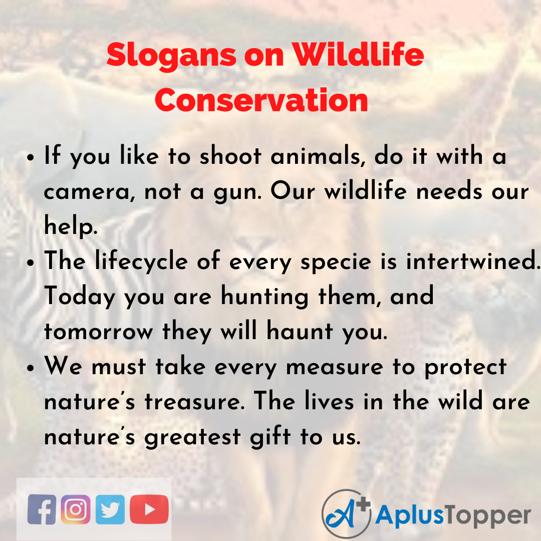 slogans-on-wildlife-conservation-unique-and-catchy-slogans-on