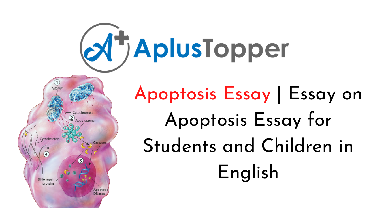 Apoptosis Essay