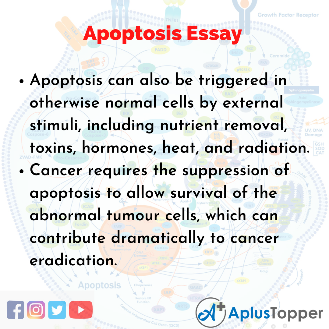 Essay about Apoptosis