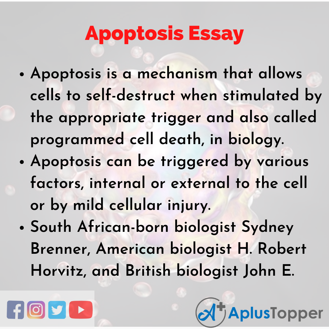 Essay on Apoptosis