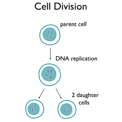 ICSE Solutions for Class 10 Biology - Cell Division 1