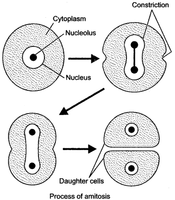 ICSE Solutions for Class 10 Biology - Cell Division 13