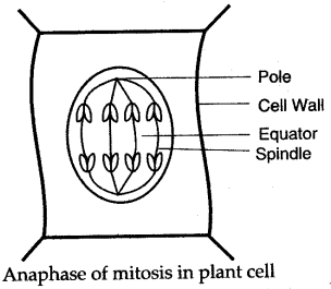 ICSE Solutions for Class 10 Biology - Cell Division 16