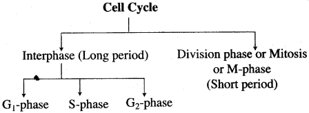 ICSE Solutions for Class 10 Biology - Cell Division 3