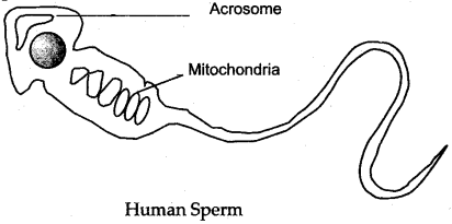 ICSE Solutions for Class 10 Biology - The Reproductive System 11