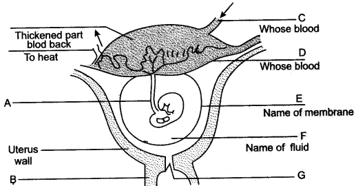 ICSE Solutions for Class 10 Biology - The Reproductive System 15