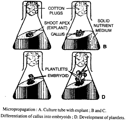 Selina Concise Biology Class 8 ICSE Solutions – Reproduction in Plants 3