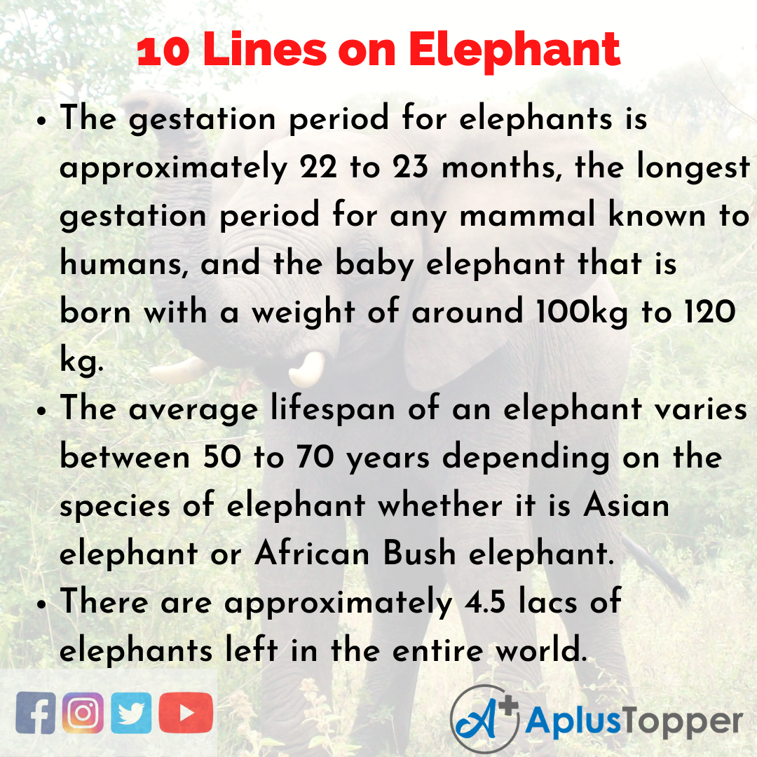 easy essay 10 lines on elephant in english