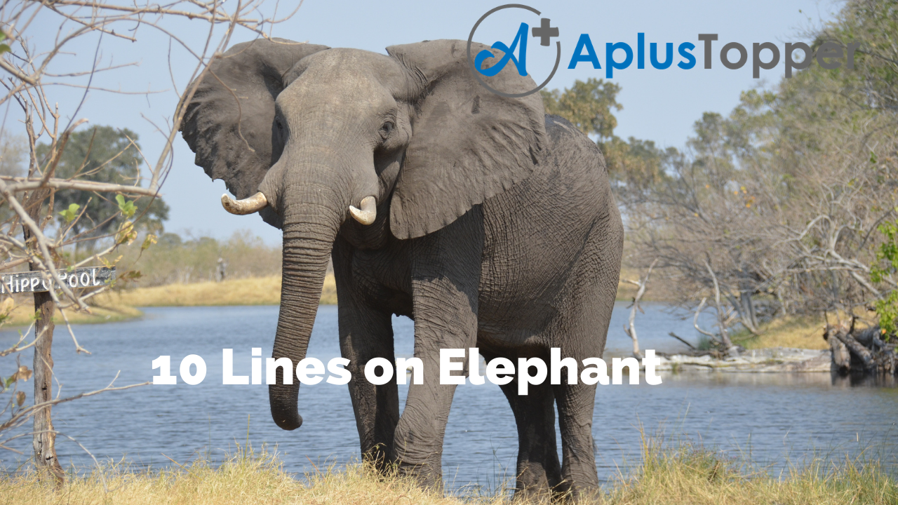 10 Lines on Elephant