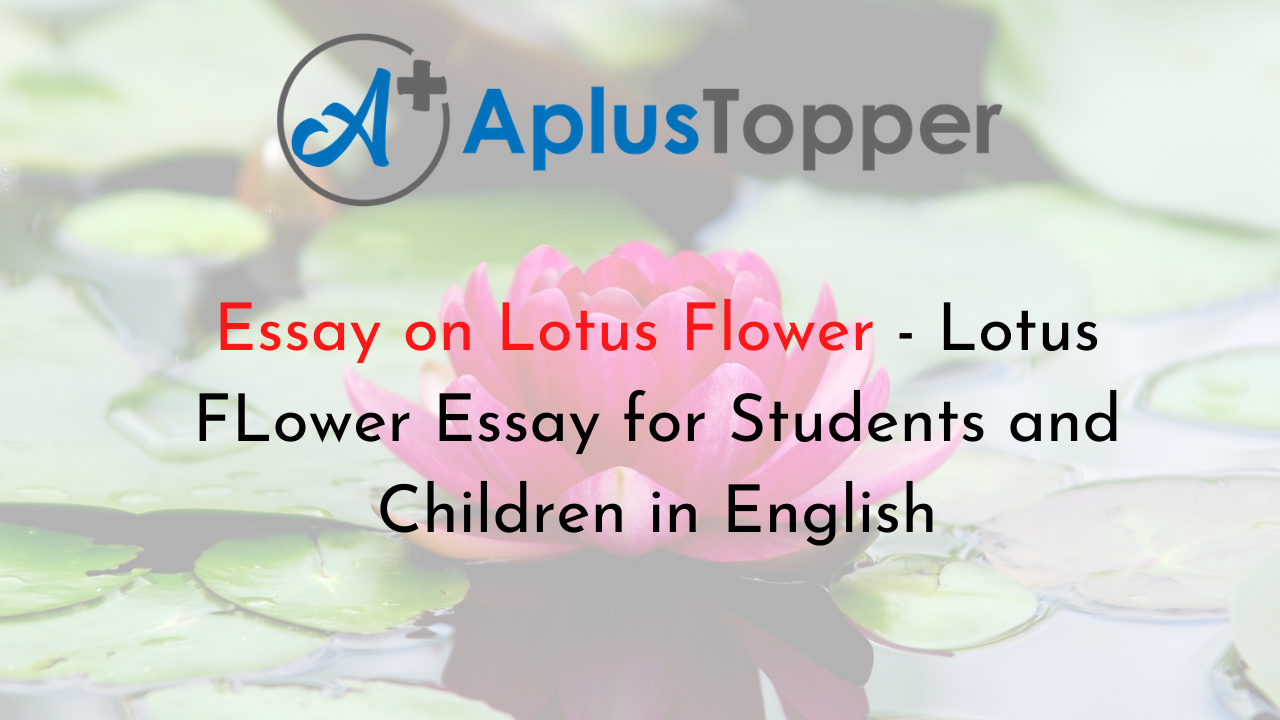 essay on lotus for class 1