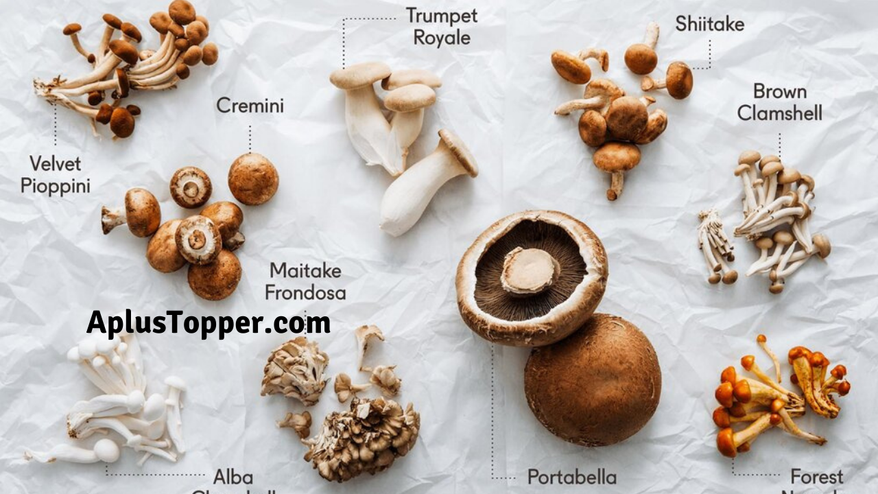 Mushrooms Types