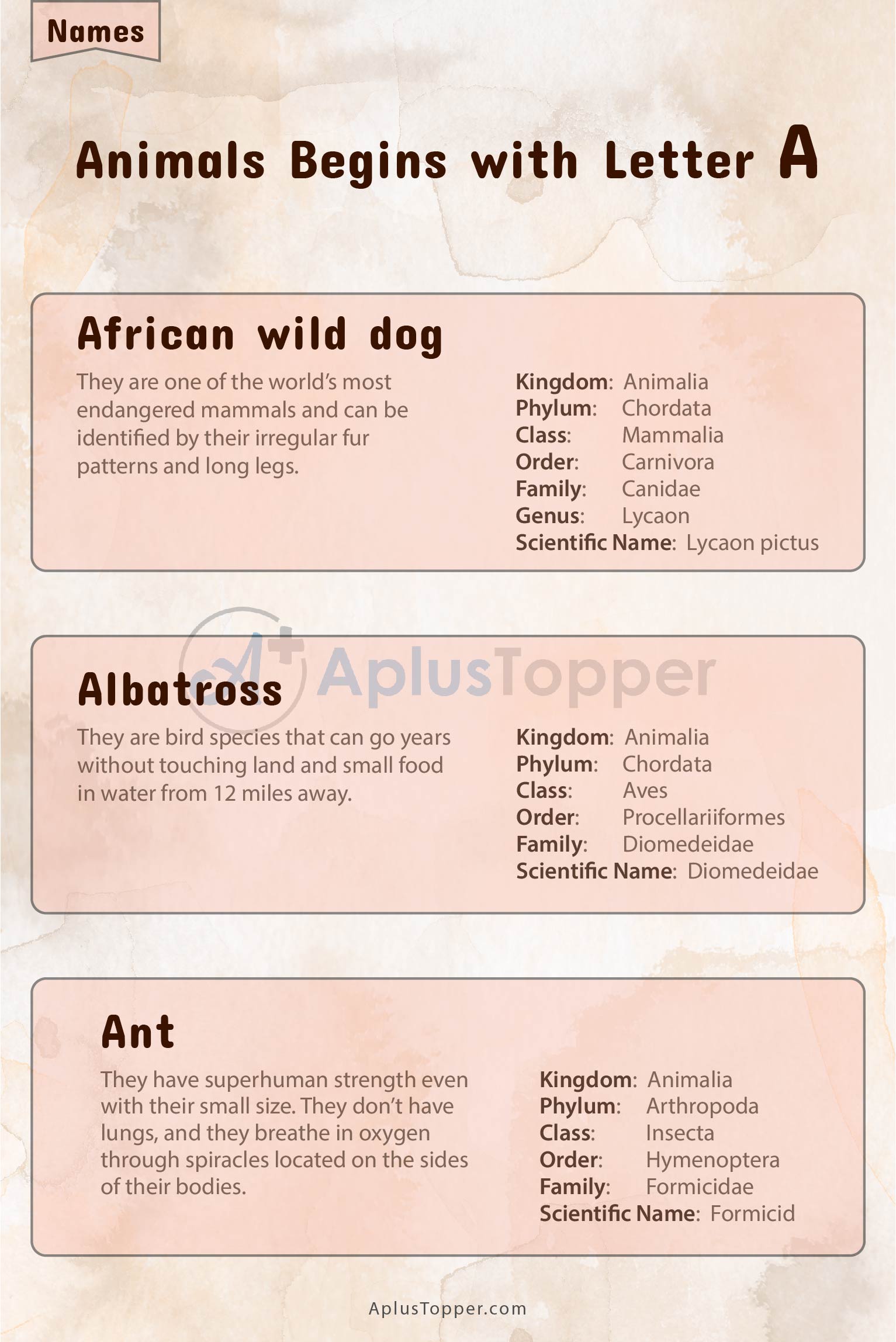 Animals that Start with A 2